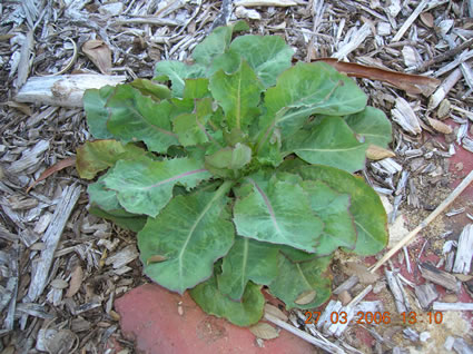 Wild Lettuce: Details, Properties, Effects